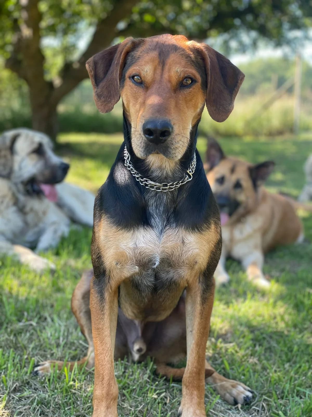Rocky, 6yo Mixed Breed for adoption at Hundeliebe Grenzenlos e.V.