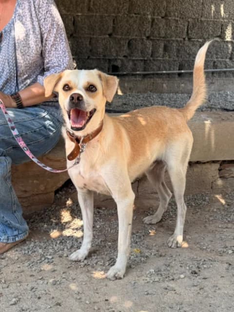Roony, senior Mixed Breed for adoption at Hundeliebe Grenzenlos e.V.