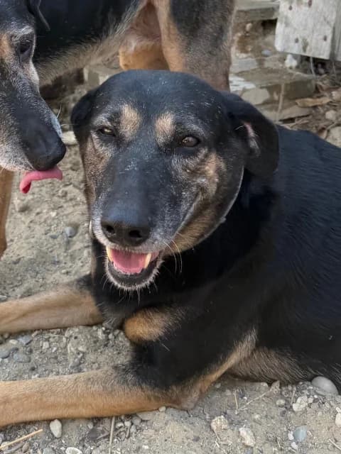 Sally, schwarz Mixed Breed for adoption at Hundeliebe Grenzenlos e.V.