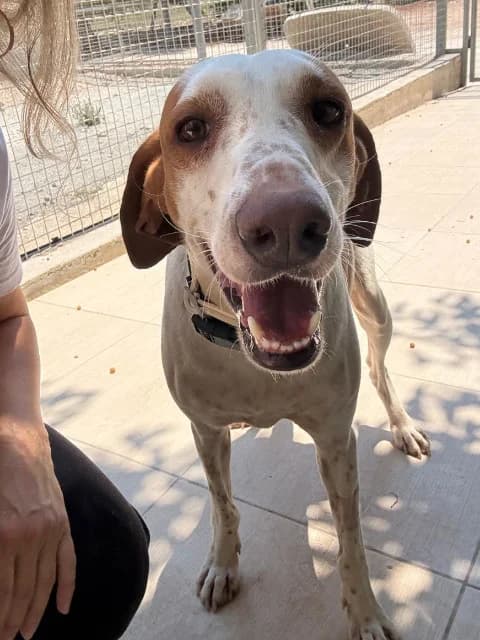 Scooby, Mixed Breed for adoption at Hundeliebe Grenzenlos e.V.