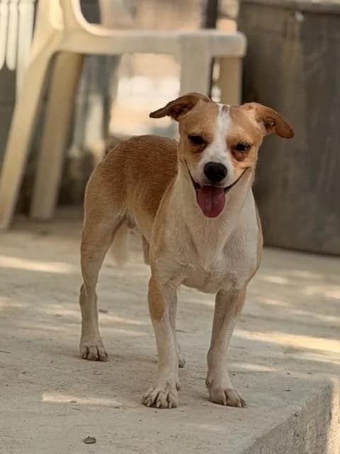 Sean, Mixed Breed for adoption at Hundeliebe Grenzenlos e.V.