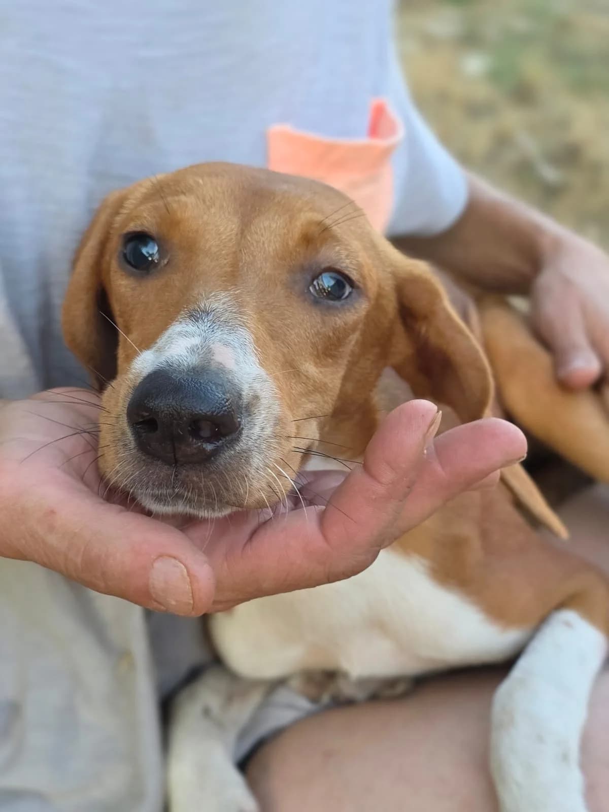 Slepka, Mixed Breed for adoption at Hundeliebe Grenzenlos e.V.
