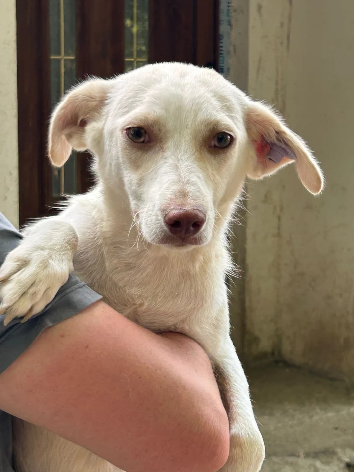 Sofi, Mixed Breed for adoption at Hundeliebe Grenzenlos e.V.