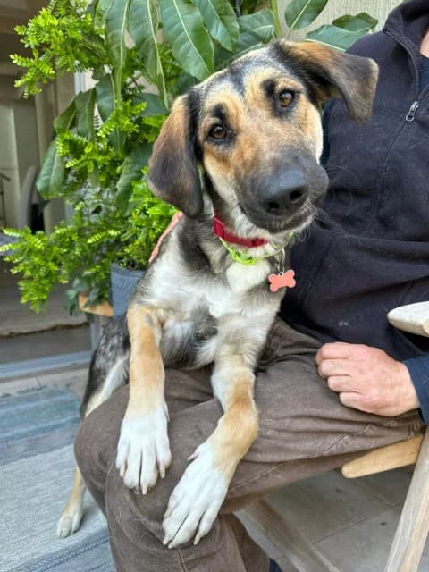 Sol, Mixed Breed for adoption at Hundeliebe Grenzenlos e.V.