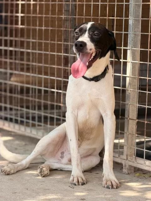 Spot, Mixed Breed for adoption at Hundeliebe Grenzenlos e.V.