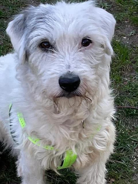 Takis, Mixed Breed for adoption at Hundeliebe Grenzenlos e.V.