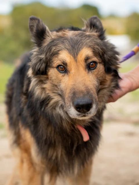 Tiggy, schwarz Mixed Breed for adoption at Hundeliebe Grenzenlos e.V.