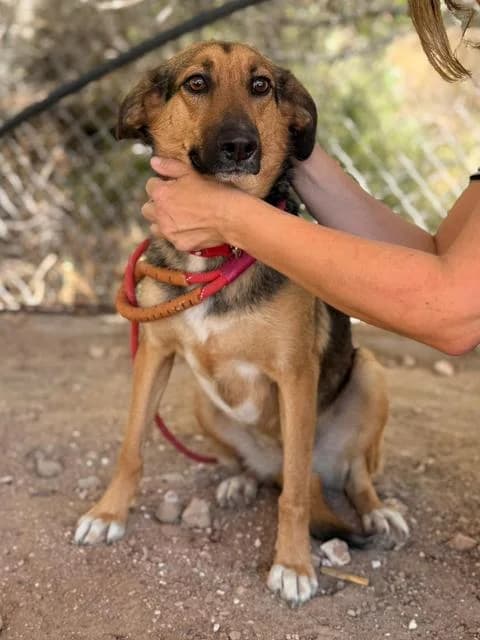 Tilda, puppy Mixed Breed for adoption at Hundeliebe Grenzenlos e.V.