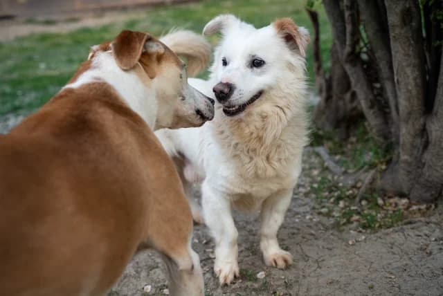 Tobi, senior Mixed Breed for adoption at Hundeliebe Grenzenlos e.V.