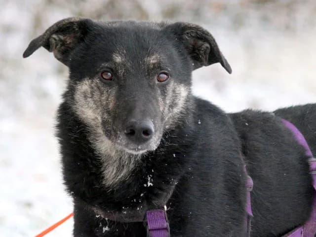 Toby, puppy Mixed Breed for adoption at Hundeliebe Grenzenlos e.V.