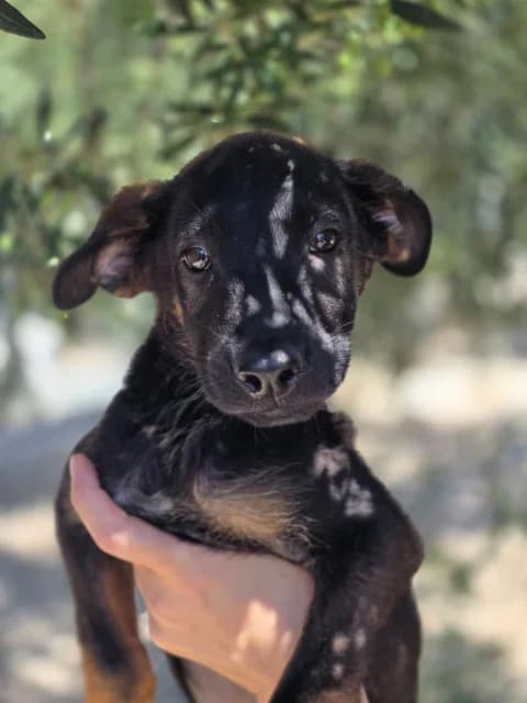 Toffee, puppy Mixed Breed for adoption at Hundeliebe Grenzenlos e.V.