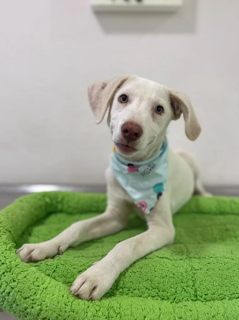 Tom, Mixed Breed for adoption at Hundeliebe Grenzenlos e.V.