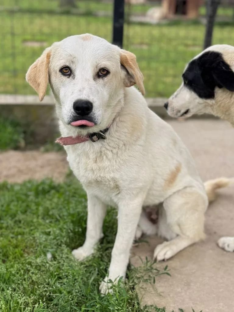 Vanda, puppy Mixed Breed for adoption at Hundeliebe Grenzenlos e.V.