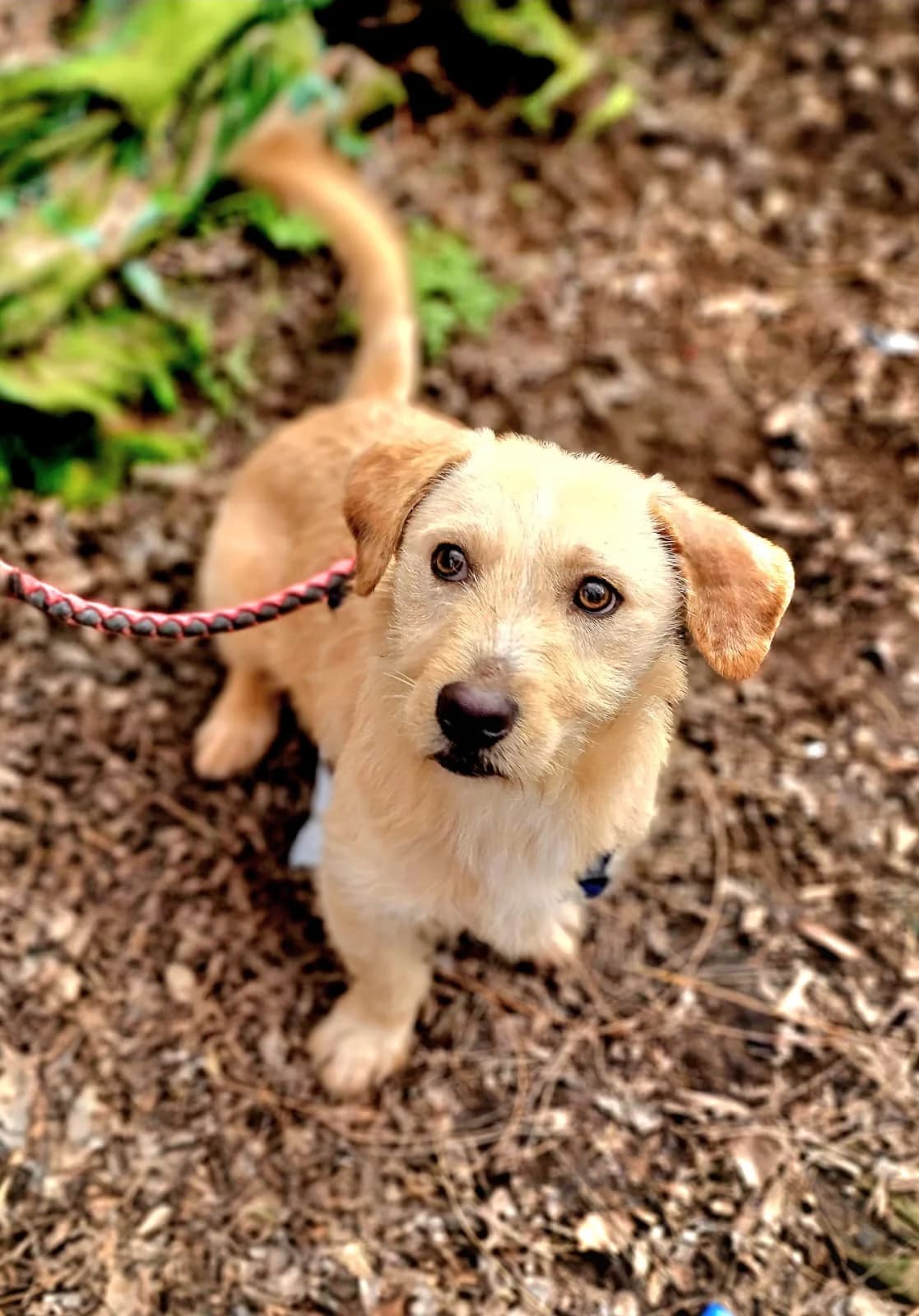 Vavilon, senior Mixed Breed for adoption at Hundeliebe Grenzenlos e.V.