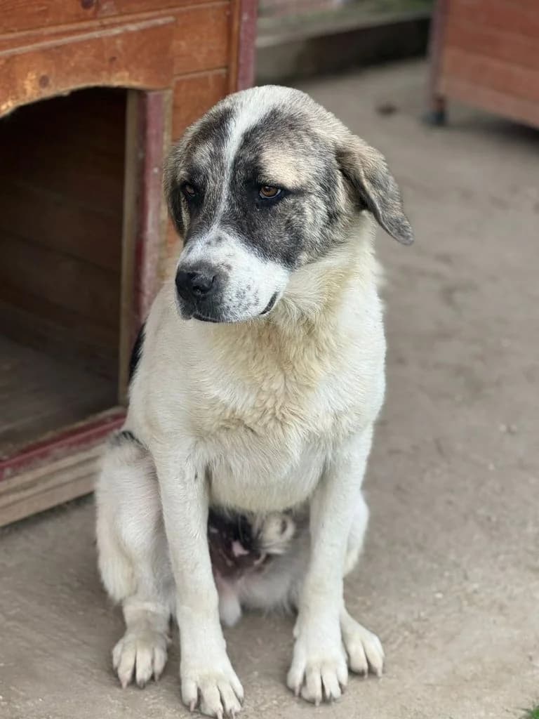 Vitto, puppy Mixed Breed for adoption at Hundeliebe Grenzenlos e.V.