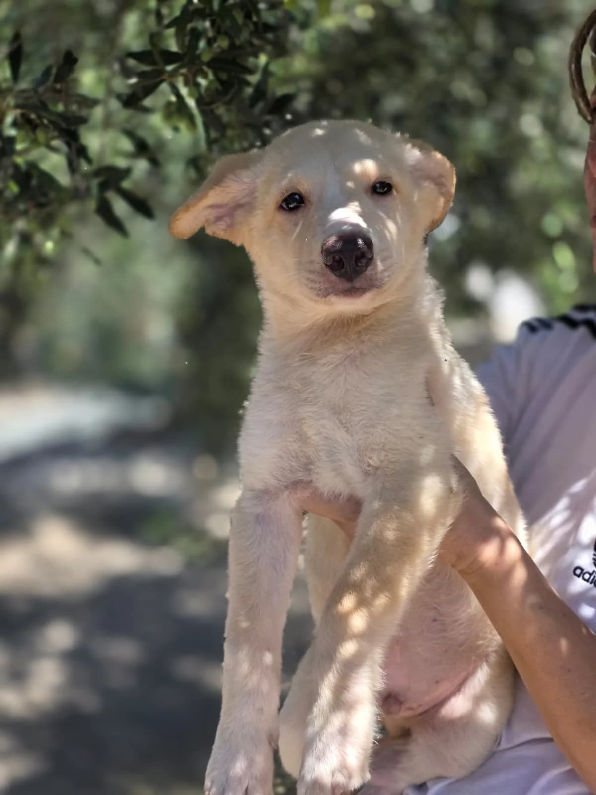 Yianni, puppy Mixed Breed for adoption at Hundeliebe Grenzenlos e.V.