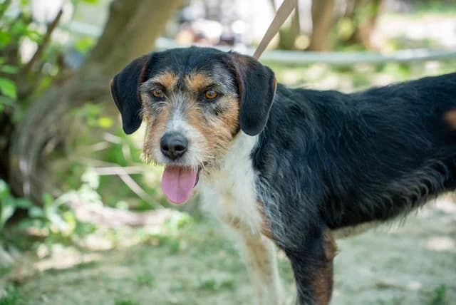 Zena, Mixed Breed for adoption at Hundeliebe Grenzenlos e.V.