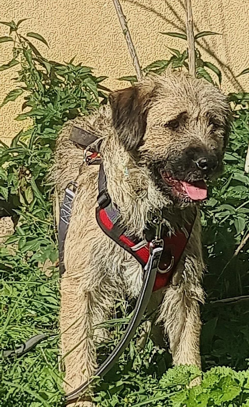 MARU, Mix, geb. 09/2025, male young Mixed Breed for adoption at Hundenothilfe.de, Germany