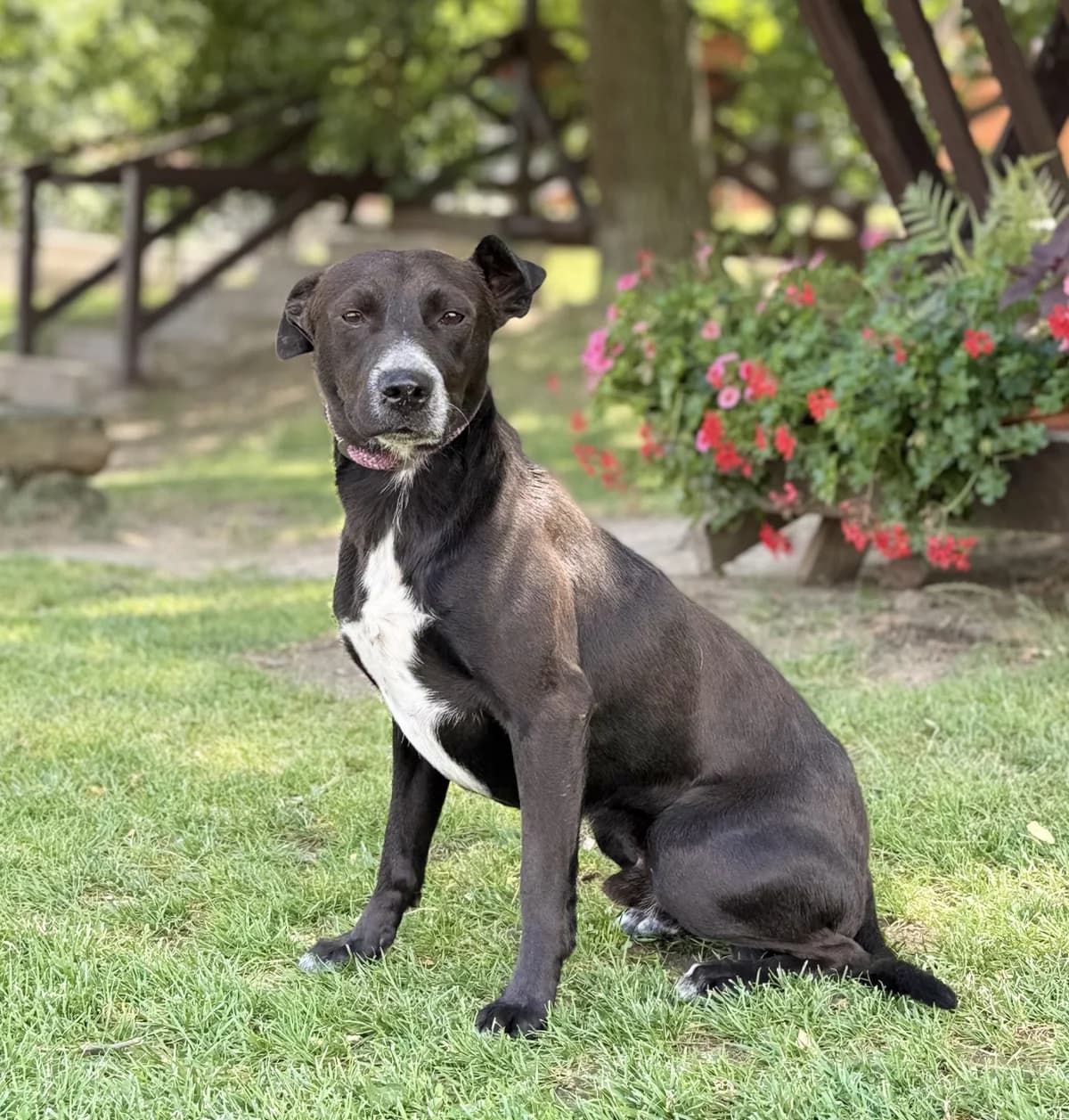 AUGUSTUS, Mix, geb. 06/2023, weiß male 3yo Mixed Breed for adoption at Hundenothilfe.de, Germany