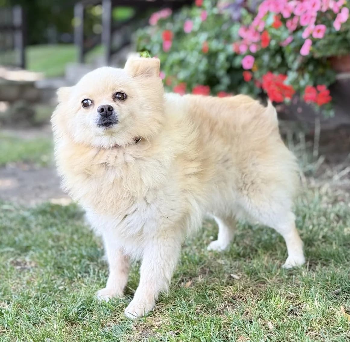BAMBI, Spitz, geb. 09/2020, female 6yo Mixed Breed for adoption at Hundenothilfe.de, Germany