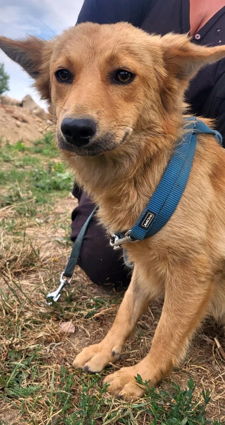 BARNA, Mix, geb. 02/2022, female 4yo Mixed Breed for adoption at Hundenothilfe.de, Germany