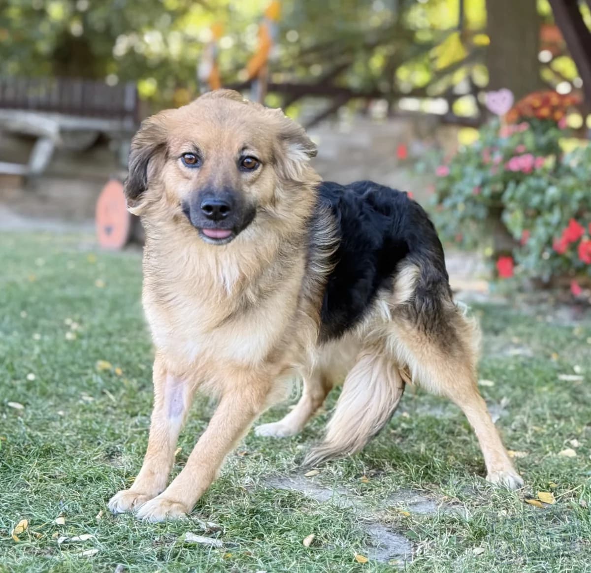 BROWNIE, Mischling, geb. 06/2025, female young Mixed Breed for adoption at Hundenothilfe.de, Germany