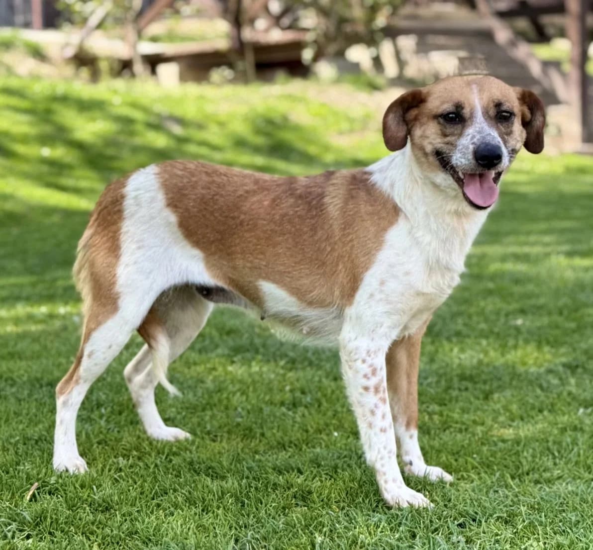 CHLOE, Mix, geb. 05/2023, female 3yo Mixed Breed for adoption at Hundenothilfe.de, Germany