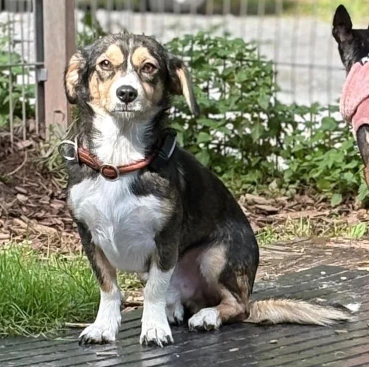 COMO, Mix, geb. 09/2023, male young Mixed Breed for adoption at Hundenothilfe.de, Germany