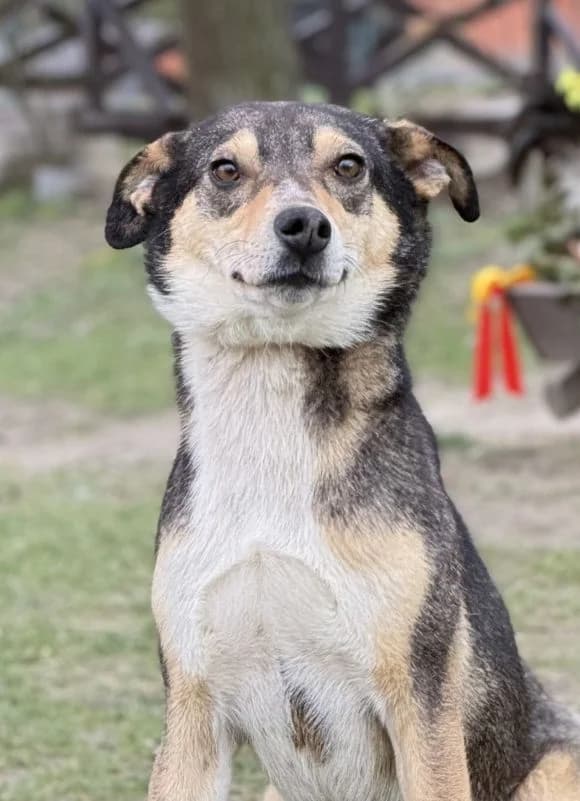EILEEN, Mix, geb. 02/2025, female young Mixed Breed for adoption at Hundenothilfe.de, Germany