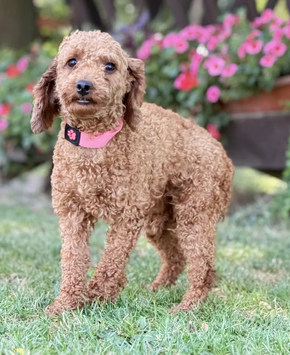 GIGI, Pudel Mix, geb. 07/2022, 4yo Mixed Breed for adoption at Hundenothilfe.de, Germany