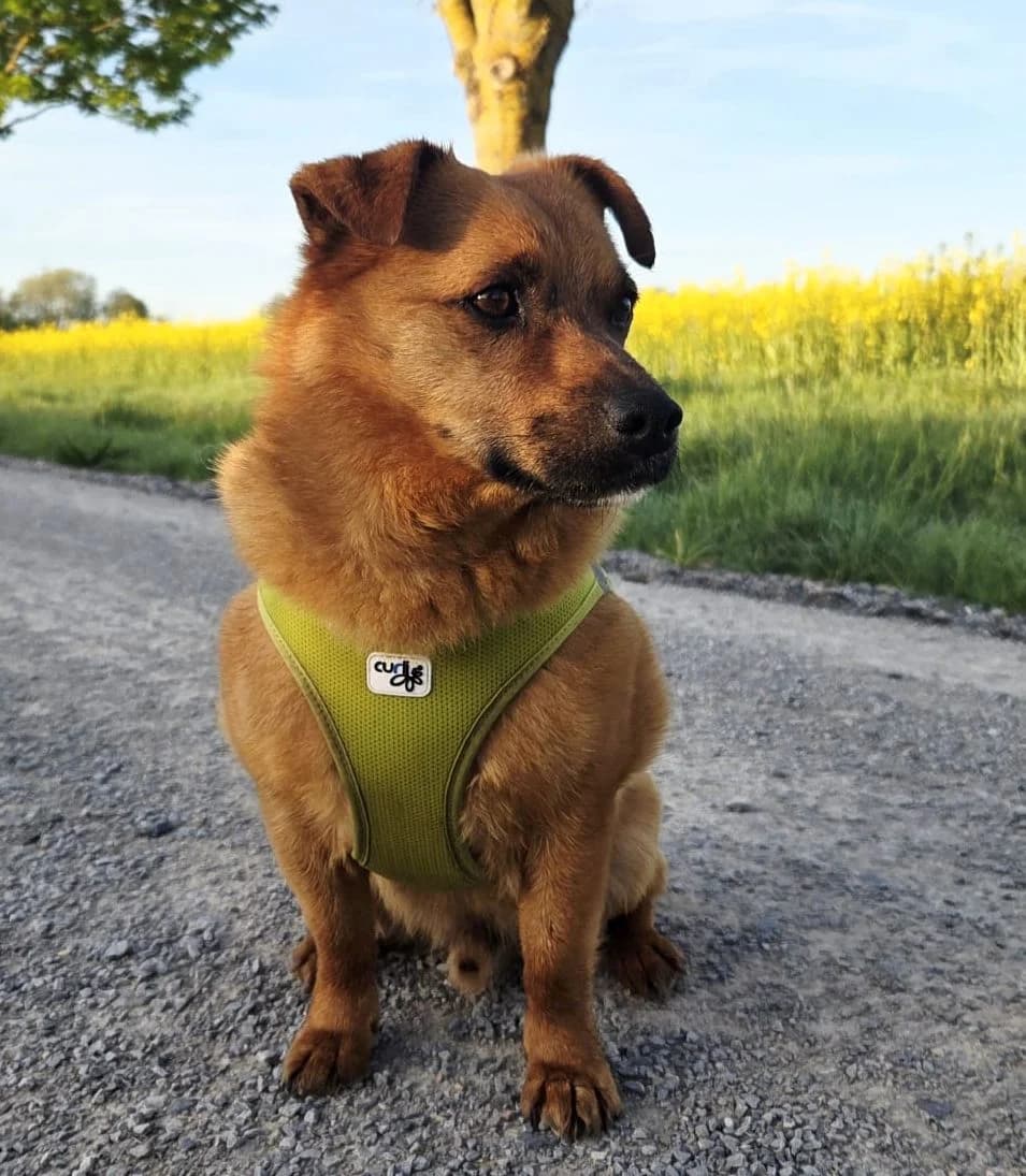 HAKI, Mix, geb. 05/2019, male 6yo Mixed Breed for adoption at Hundenothilfe.de, Germany