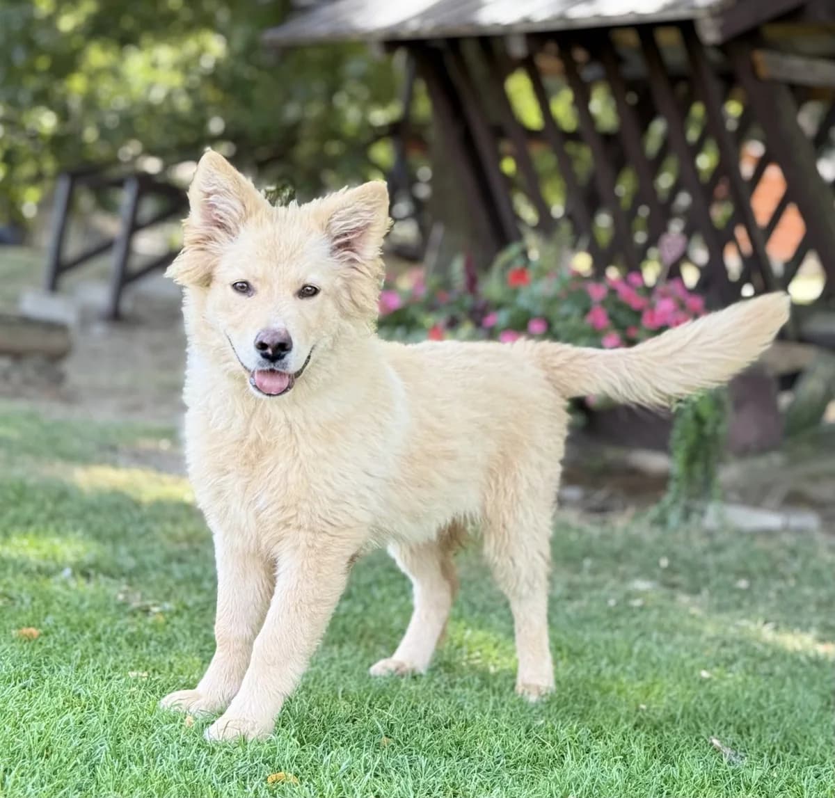 HEIDI, Mix, geb. 04/2026, puppy Mixed Breed for adoption at Hundenothilfe.de, Germany