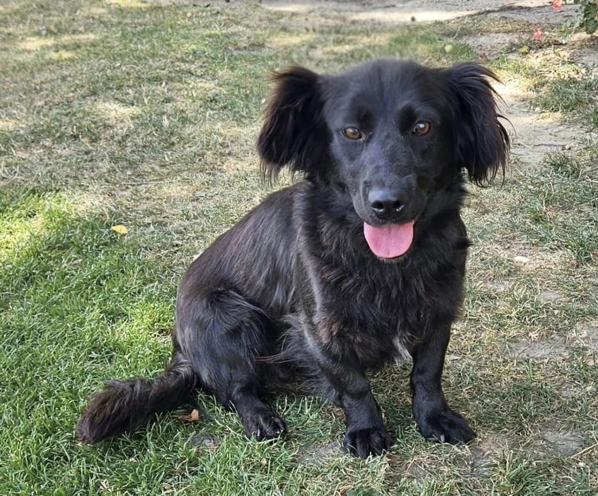 ALIANKA, Mix, geb. 07/2024, young Mixed Breed for adoption at Hundenothilfe.de, Germany