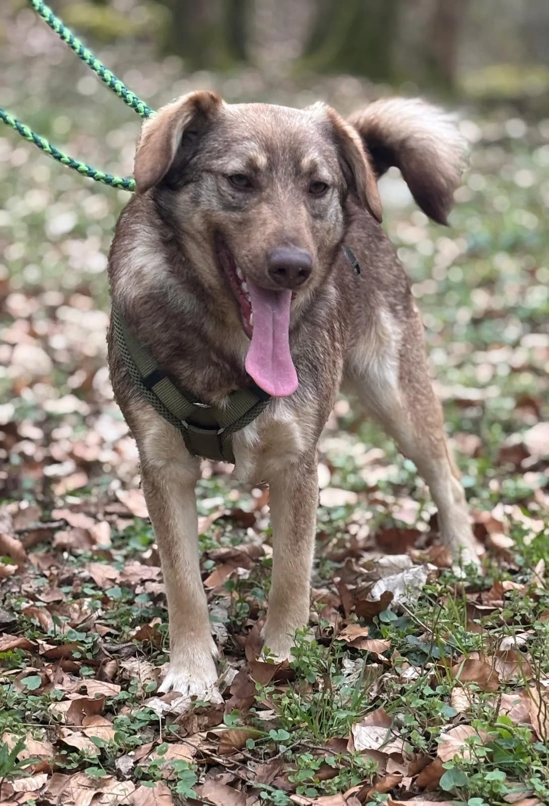 ARTUR, Mix, geb. 09/2024, male Mixed Breed for adoption at Hundenothilfe.de, Germany