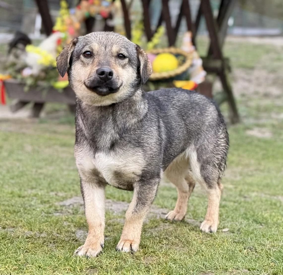 AYANA , Mix, geb. 04/2025, female young Mixed Breed for adoption at Hundenothilfe.de, Germany