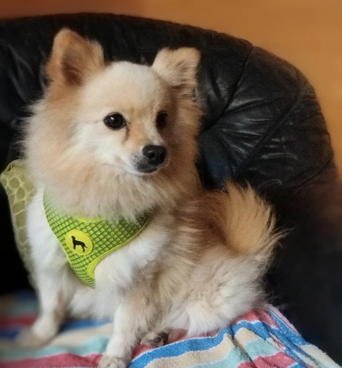 BAMBI, Spitz, geb. 09/2020, female Mixed Breed for adoption at Hundenothilfe.de, Germany