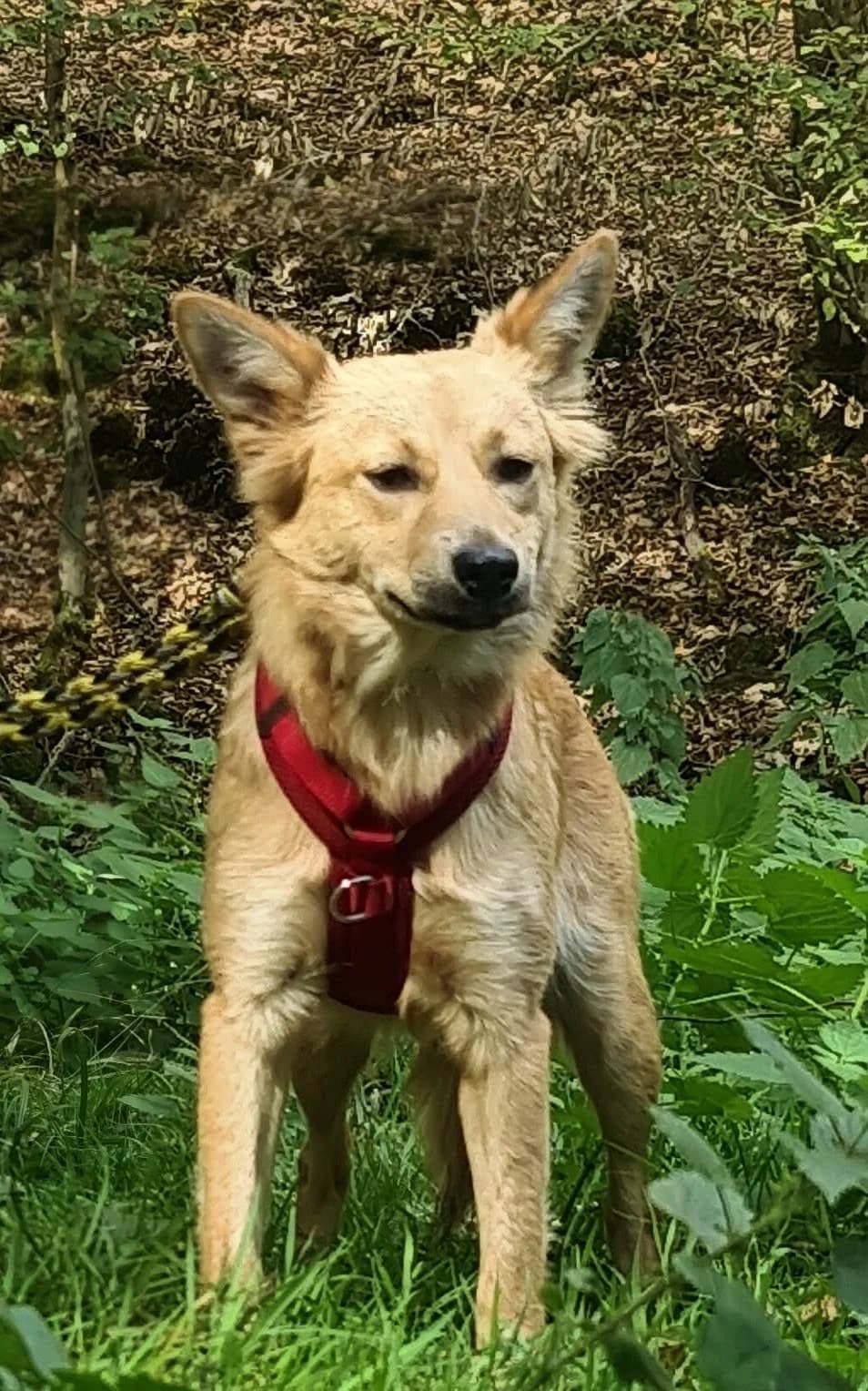 BARNA, Mix, geb. 02/2022, female Mixed Breed for adoption at Hundenothilfe.de, Germany