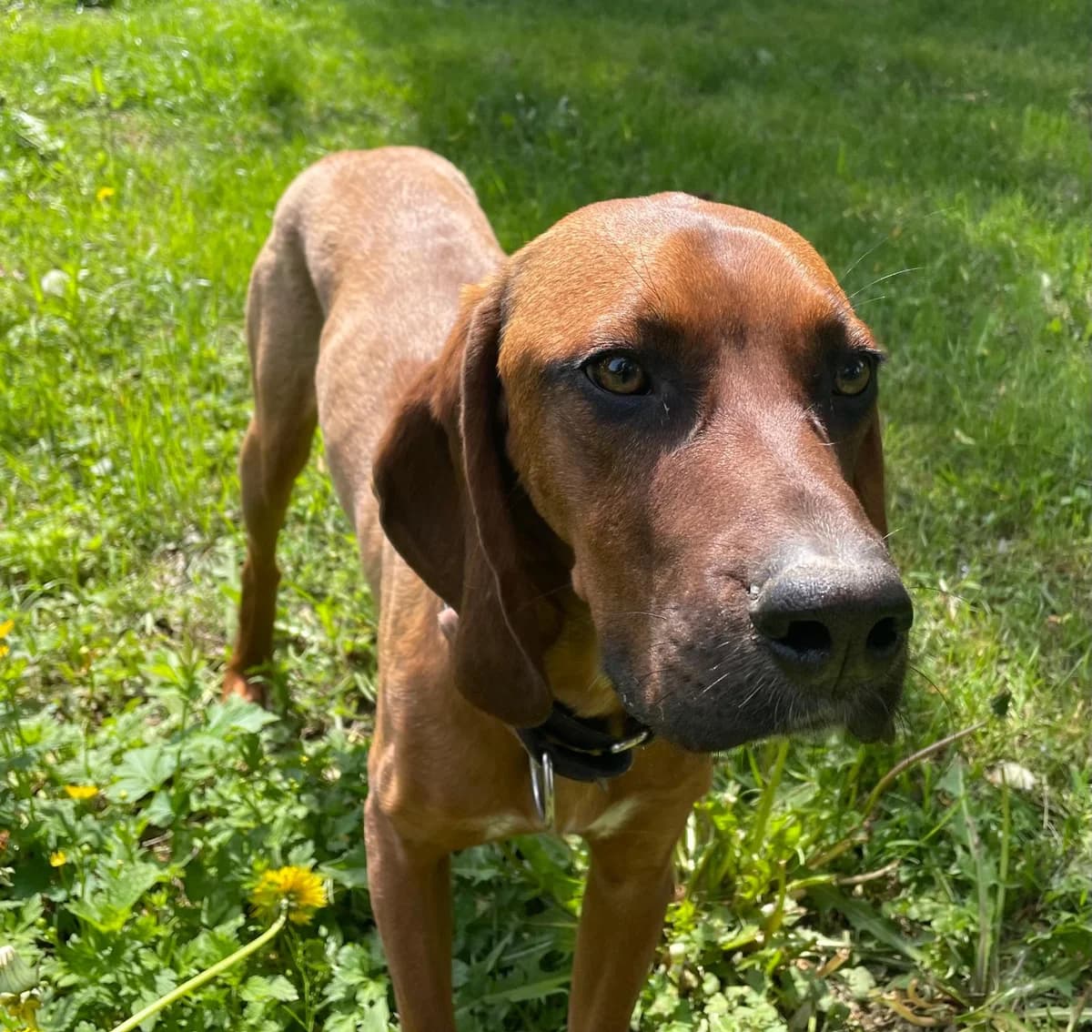 JUSTUS, Save Bracken Mix, geb. 4/2025, male Mixed Breed for adoption at Hundenothilfe.de, Germany