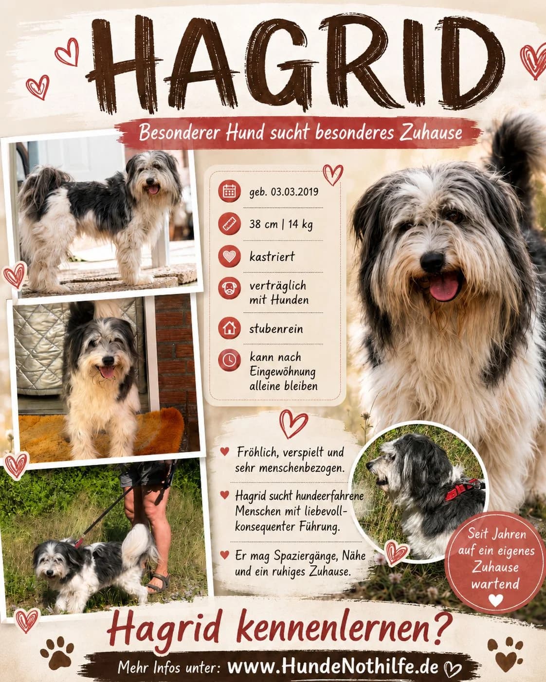HAGRID, Mix, geb. 03/2019, male 7yo Mixed Breed for adoption at Hundenothilfe.de, Germany