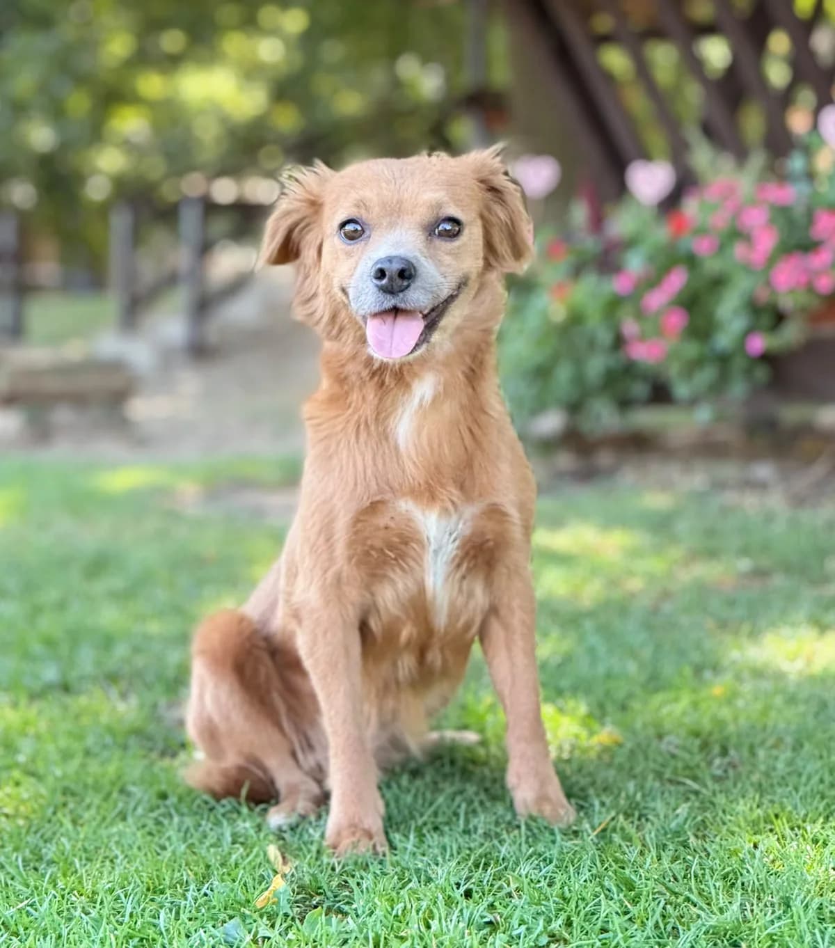 ILKA, Mix, geb. 08/2023, female senior Mixed Breed for adoption at Hundenothilfe.de, Germany