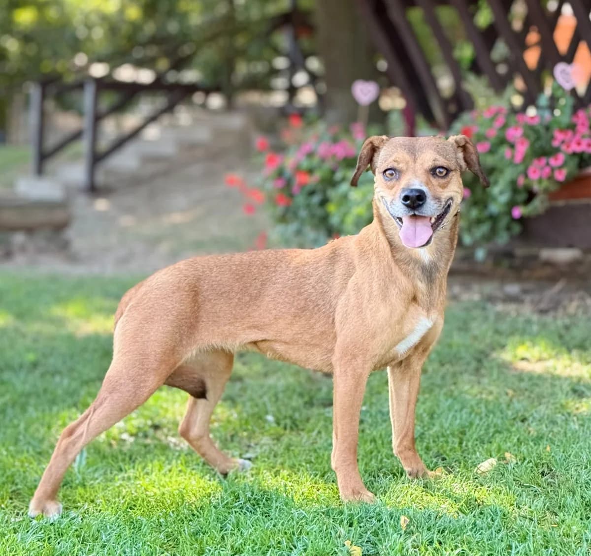 INDA, Mix, geb. 08/2022, female senior Mixed Breed for adoption at Hundenothilfe.de, Germany