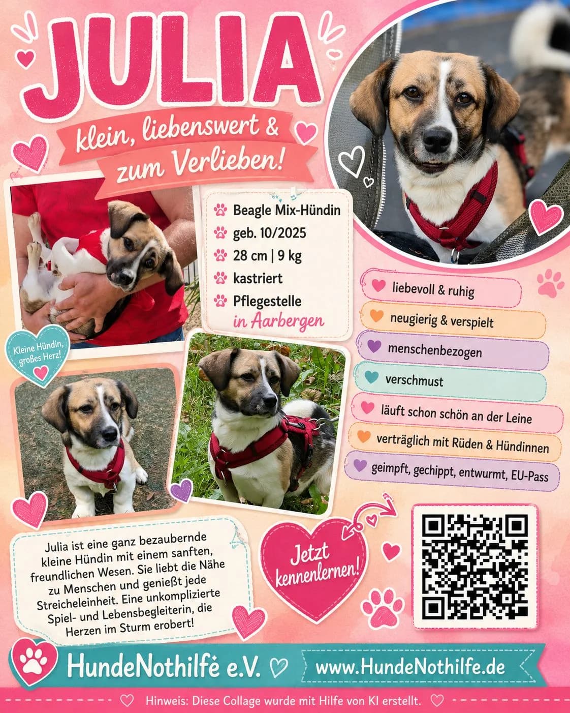 JULIA, Beagle Mix, geb. 10/2025, female young Mixed Breed for adoption at Hundenothilfe.de, Germany
