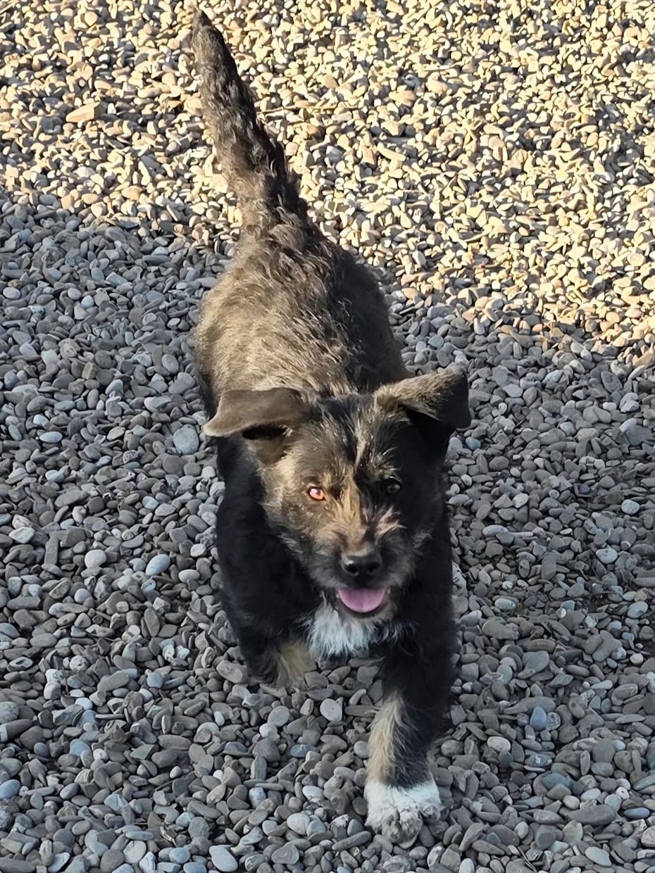KARA, Mix, geb. 09/2025, female puppy Mixed Breed for adoption at Hundenothilfe.de, Germany