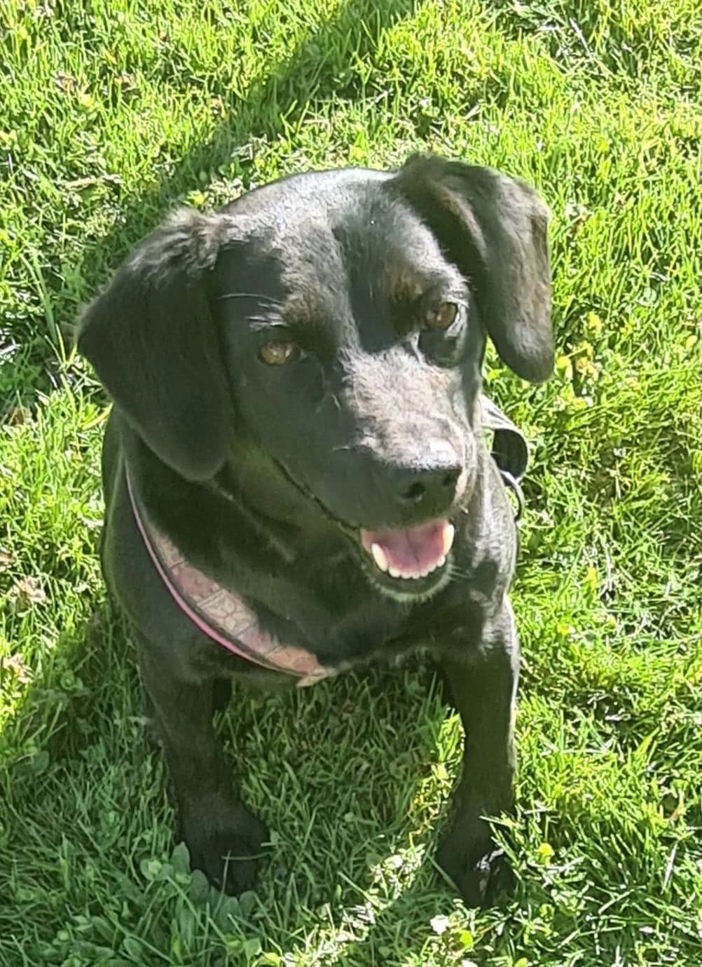 LINDA, Mix, geb. 2021, female 5yo Mixed Breed for adoption at Hundenothilfe.de, Germany