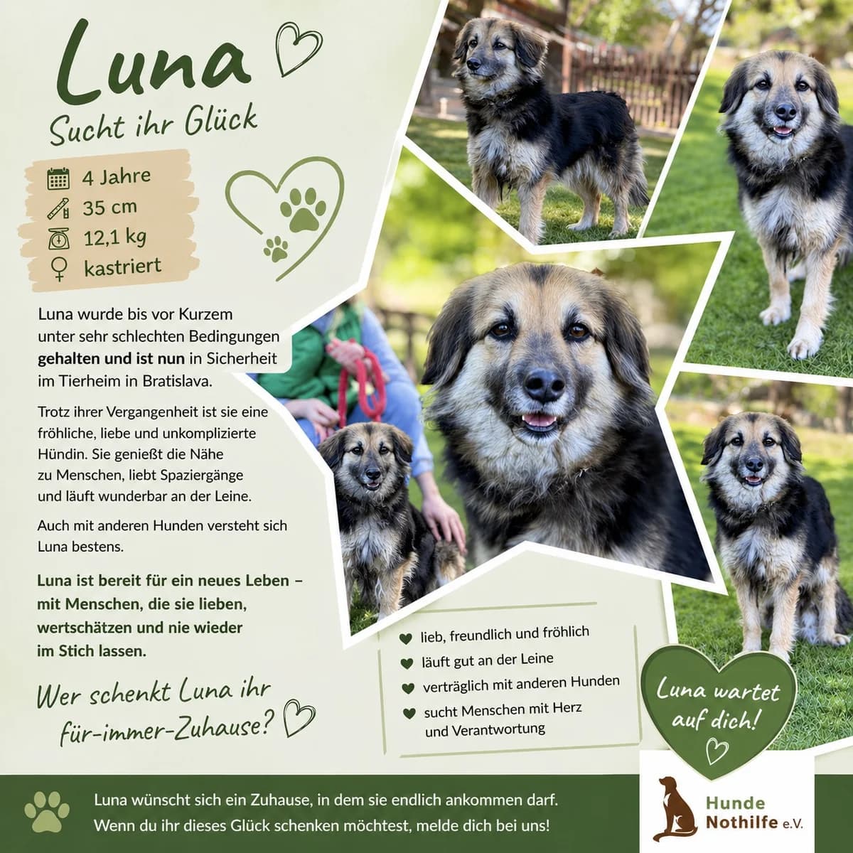 LUNA, Mix, geb. 01/2020, female 4yo Mixed Breed for adoption at Hundenothilfe.de, Germany