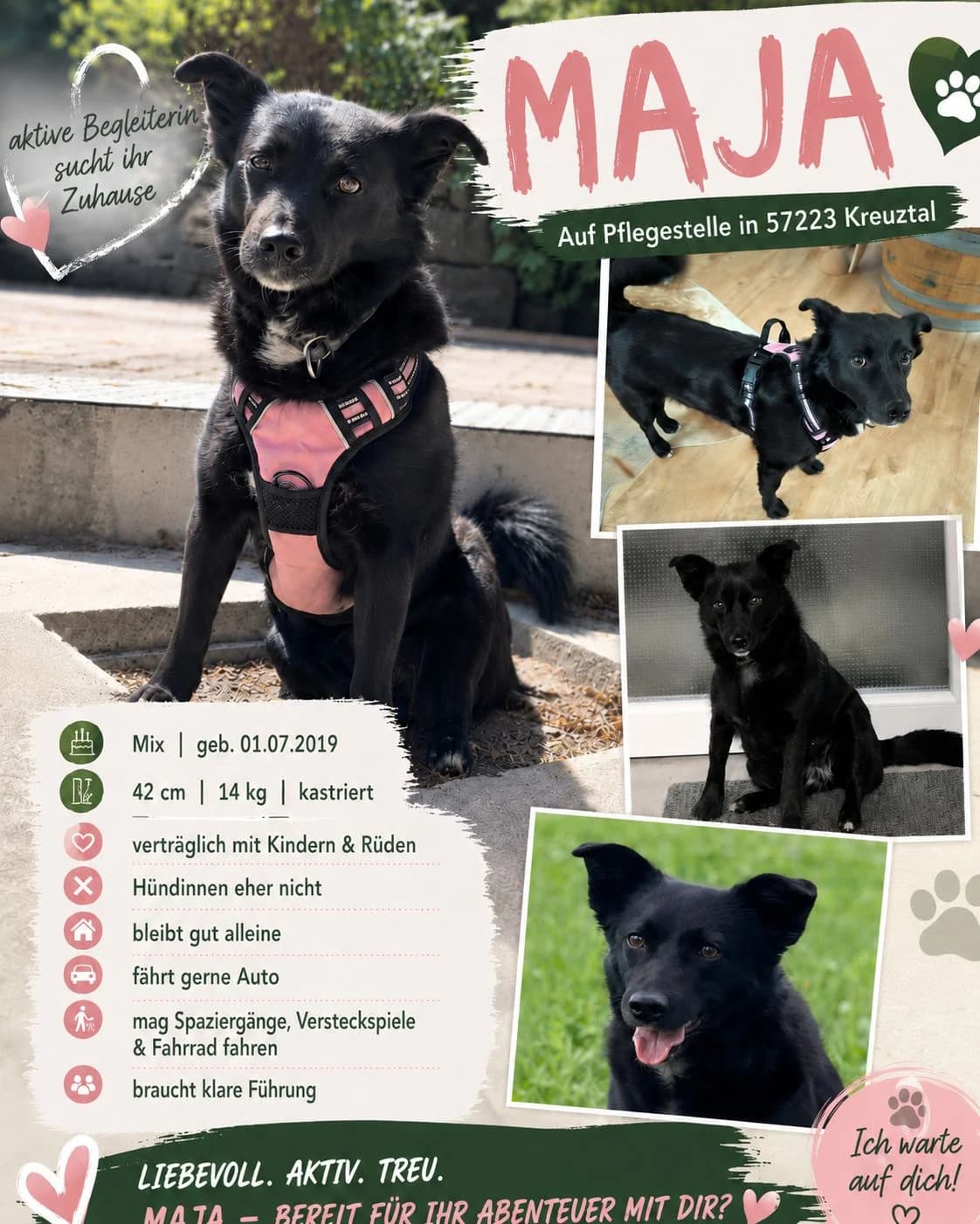 MAJA, Mix, geb. 07/2019, female Mixed Breed for adoption at Hundenothilfe.de, Germany