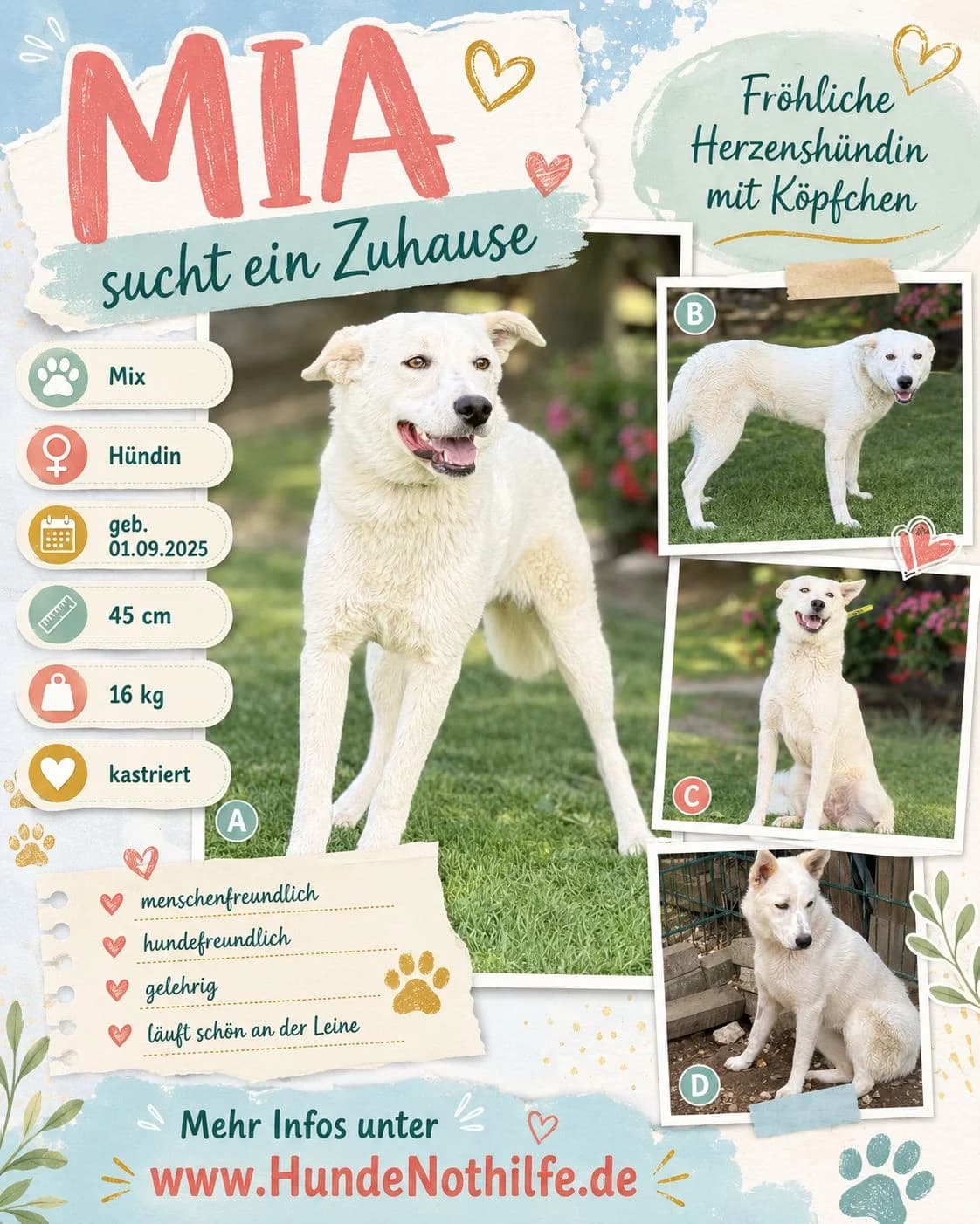 MIA, Mix, geb. 09/2025, female Mixed Breed for adoption at Hundenothilfe.de, Germany