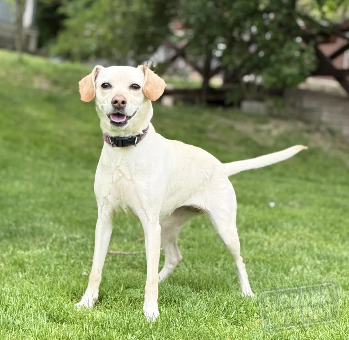 MIANA, Mix, geb. 10/2020, female 6yo Mixed Breed for adoption at Hundenothilfe.de, Germany