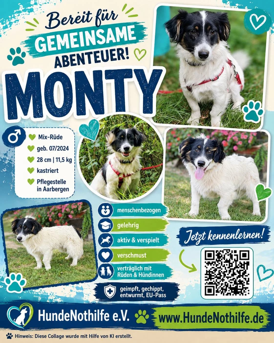 MONTY, Mix, geb. 07/2024, female young Mixed Breed for adoption at Hundenothilfe.de, Germany