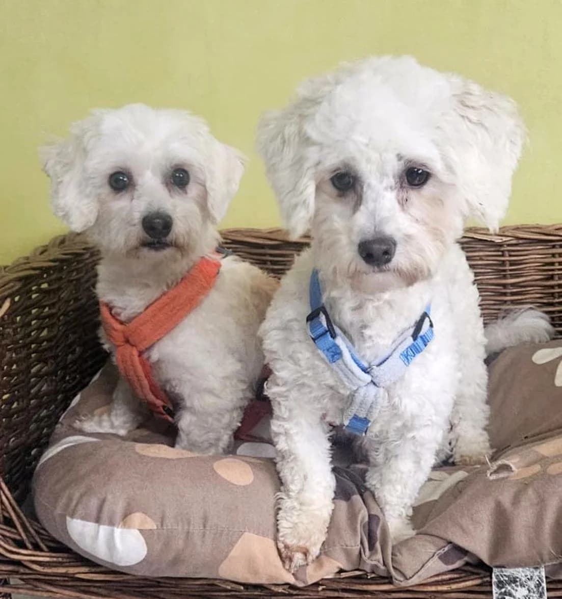 OLA geb. 10.07.2022 & ALLY geb. 10.03.2023, Malteser, female 4yo Mixed Breed for adoption at Hundenothilfe.de, Germany